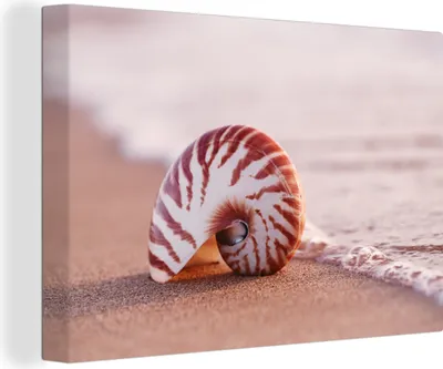 Obrázek produktu pro OneMillionCanvasses® - Obrazy na plátně - 140x90 cm, Mušle - Pláž - Moře - Písek, Nástěnné umění tisk Nástěnná dekorace - Fotografie na plátně - Obraz na dřevěném rámu