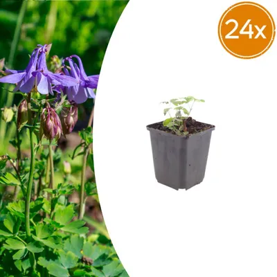 Image de Aquilegia vulgaris | 24 pièces - 10-25cm - Ø9cm - Plante de jardin