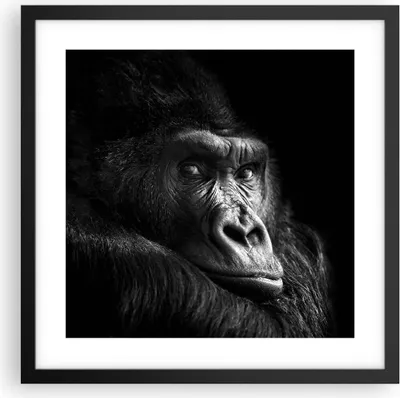 Produktbild von Gerahmtes Poster - Schwarzer Rahmen - Affe Gorilla Porträt - 40x40 cm - Wand Bild - Wanddeko - Wandbilder - Kunstposter - Wandposter - Bilderrahmen - Bilder - Kunstdruck - P2BAC40x40-5007