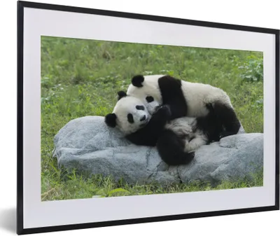 Produktbild von MuchoWow® Gerahmtes Poster Pandas - Gras - Stein 60x40 cm - Poster mit Schwarzem Bilderrahmen Wandposter Rahmen Foto Bilder - Schlafzimmer - Plakat in Rahmen - Drucken