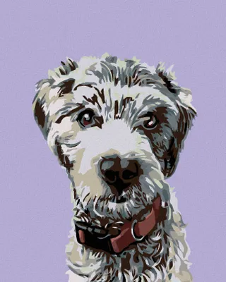Obrázok produktu pre Zuty - Maľovanie podľa čísel - CHLPÁČ S ČERVENÝM OBOJKOM, 40x50 cm, vypnuté plátno na rám