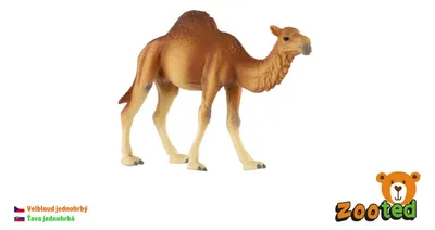 Produktbild von Einhöcker-Kamelmöwe, 13 cm