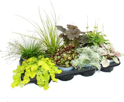 Produktbild von Bunte Herbst-Staudenmischung „Herbstzauber“ – 8 verschiedene winterharte Stauden