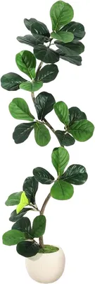 Productafbeelding van Kunstplant Ficus Lyrata (Vioolbladfiguurboom), 150 cm - Realistische kunstplant met witte decoratieve pot - Onderhoudsvriendelijke kunstboom voor thuis en kantoor - Groen