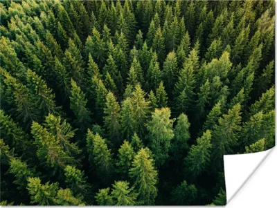 Produktbild von MuchoWow® Poster Wald - Baum - Grün 160x120 cm - Foto Plakat
