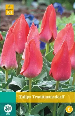 Productafbeelding van Tulipa Trauttmansdorff JUB, 7 bloembollen