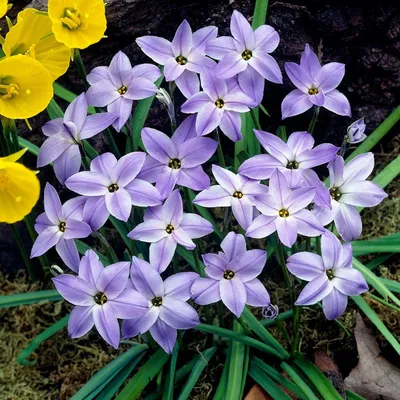 Zdjęcie produktu dla Ipheion - Ifejon Wisley Blue 10 szt. Cebulki Cebule Kwiatów