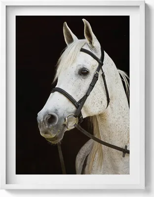 Produktbild von Weißes Pferd– Wandbild mit Rahmen – Gerahmtes Bild  – Wanddekoration – 60x80 cm –  Weiß Rahmen