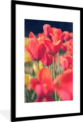 Produktbild von MuchoWow® Gerahmtes Poster Tulpen - Blumen - Natur 60x90 cm - Poster mit Schwarzem Bilderrahmen Wandposter Rahmen Foto Bilder - Dekoration - Wandposter Wohnzimmer - Hochwertig