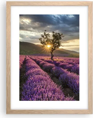 Produktbild von Gerahmtes Poster - Rahmen in heller Eiche - Lavendel Berge Feld - 30x40 cm - Wand Bild - Wanddeko - Wandbilder - Wandposter - Bilderrahmen - Bilder - Kunstdruck - Wandbild - P2NPA30x40-3645