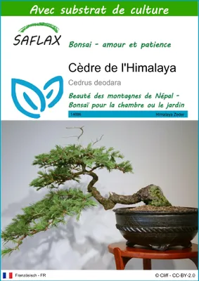 Image de SAFLAX  - Cèdre de l'Himalaya - 35 graines - Avec substrat - Cedrus