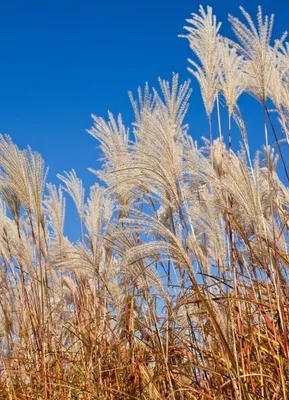 Produktbild von Chinaschilf Miscanthus - min. 20 Samen