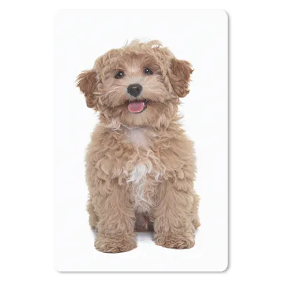 Produktbild von MuchoWow® Mauspad Mousepad Hund - Haustiere - Fell 40x60 cm - Mousepads - Maus Mat - Pad - Mausunterlage - Schreibtisch Accesoire