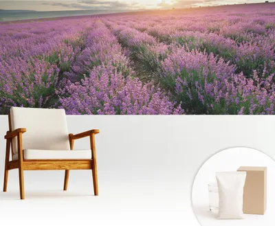 Obrázok produktu pre Samolepiaca fototapeta – 250 x 104 cm – tapeta – nástenná tapeta – nástenné obrazy – samolepiaca fólia – dekoratívna fólia – tapetová fólia – stena – dekorácia – obývacia izba – levanduľové polia