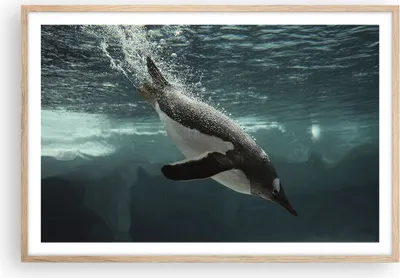 Produktbild von Gerahmtes Poster - Rahmen in heller Eiche - Tauchen Pinguin Gletscher - 91,5x61 cm - Wand Bild - Wanddeko - Wandbilder - Wandposter - Bilderrahmen - Bilder - Kunstdruck - Wandbild - P2NAA91x61-4189
