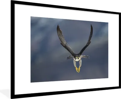 Produktbild von MuchoWow® Gerahmtes Poster Wanderfalke - Vogel - Federn 90x60 cm - Poster mit Schwarzem Bilderrahmen Wandposter Rahmen Foto Bilder - Wanddekoration - Fotos