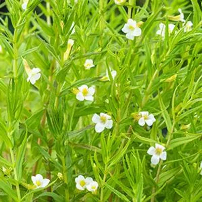 Productafbeelding van Moerings Gratiola Officinalis | Genadekruid | In 18CM Mand Kant en Klaar