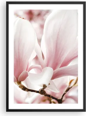 Produktbild von Gerahmtes Poster - Schwarzer Rahmen - Zweig Magnolie Blume - 50x70 cm - Wand Bild - Wanddeko - Wandbilder - Kunstposter - Wandposter - Bilderrahmen - Bilder - Kunstdruck - P2BPA50x70-4538