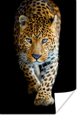 Produktbild von MuchoWow® Poster Leopard - Tiere - Porträt - Wildtiere - Schwarz 120x180 cm - Kunstposter