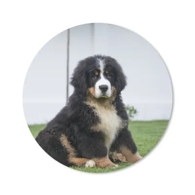 Produktbild von MuchoWow® Mauspad Mousepad Super süßer Berner Sennenhund Welpe 20x20 cm - Mousepads - Maus Mat - Pad - Mausunterlage - Schreibtischmatte