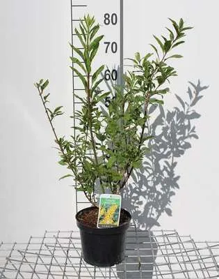 Obrázok produktu pre Forsythia int. 'Lynwood' - Zlatolesklý 50- 60 cm Kontajner
