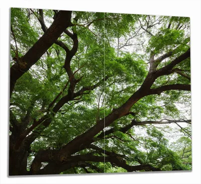 Produktbild von Wallario Herdabdeckplatte aus Glas, Größe 60 x 52 cm 2-teilig, Motiv Gigantischer Regenbaum von unten