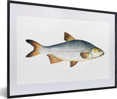 Produktbild von MuchoWow® MuchoWow® Gerahmtes Poster Fisch - Karpfen - Silber 60x40 cm - Poster mit zchwarzem Bilderrahmen - Schlafzimmer - Plakat in Rahmen - Drucken