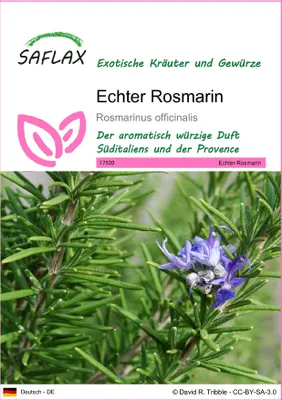 Produktbild von SAFLAX - Echter Rosmarin - Rosmarinus officinalis - 100 Samen