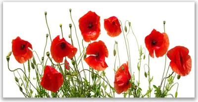 Produktbild von Tulup Leinwand-Bilder 140x70 Wandbild Canvas Kunstdruck Mohnblumen Pflanzen