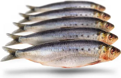 Produktbild von Köderfische Sardinen Groß - Vakuumverpackt | 18-23CM | 4-8ST