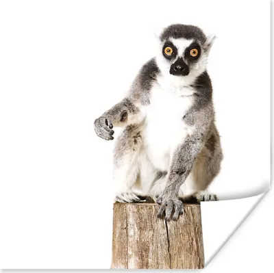 Produktbild von MuchoWow® Poster Baum - Affe - Ringelschwanzlemur 100x100 cm - Babyzimmer