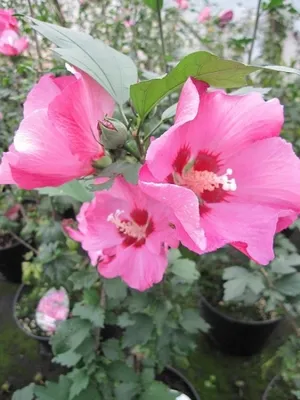 Produktbild von Garteneibisch Pink Giant ® - Hibiscus syriacus Pink Giant ® - 40-60cm