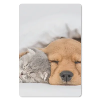 Produktbild von MuchoWow® Mauspad Mousepad Haustiere - Hund - Katze - Decke 18x27 cm - Mousepads - Maus Mat - Pad - Mausunterlage