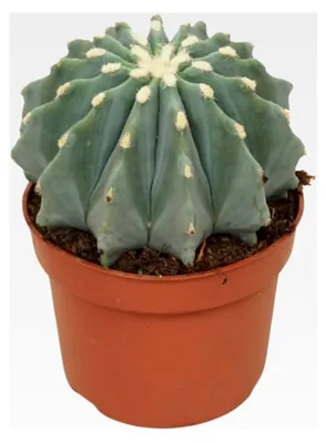 Produktbild von Stachellose Teufelszunge - Ferocactus glaucescens inermis - Pflegeleichter Kaktus - 10,5 cm Topf