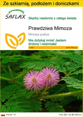Zdjęcie produktu dla SAFLAX - Zestaw do uprawy - Prawdziwa Mimoza - 70 Nasiona - Z mini szklarnią, podłożem uprawowym i 2 doniczkami - Mimosa pudica