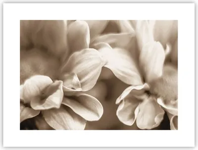 Produktbild von Poster - Poster ohne Rahmen - Blumen Boho ohne - 40x30 cm - Wand Bild - Wanddeko - Wandbilder - Kunstposter - Wandposter - Bilder - Kunstdruck - Wanddekoration - Wandbild - P2XAA40x30-4767