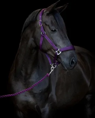 Immagine prodotto di Corda di piombo Horse Guard ritorta in prugna con moschettone