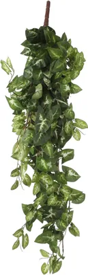 Produktbild von Mica Decorations Fittonia hängende Kunstpflanze - H80 cm - Grün