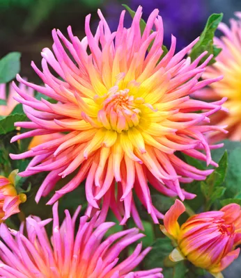 A close-up of a vibrant, multi-colored dahlia flower with spiky petals.