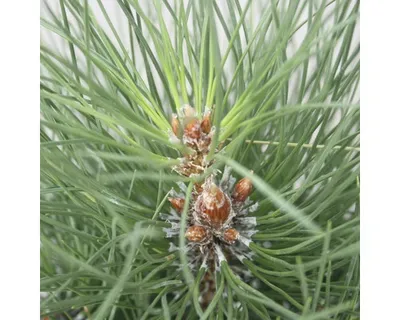 Obrázek produktu pro Borovice černá Botanico Pinus nigra 'Green Tower' výška 50-60 cm květináč 6 l