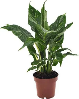 Produktbild von Einblatt Spathiphyllum Diamant Friedenslilie Zimmerpflanze Ø12cm ↕40cm Zimmerpflanze Ø12cm ↕40cm – pflegeleichte Grünpflanze für Wohnzimmer