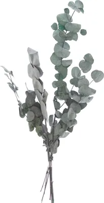 Produktbild von Eukalyptus Cinerea präpariert, ca. 50 g, L ca. 30 - 65 cm