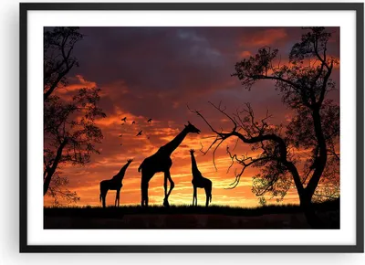 Produktbild von Gerahmtes Poster - Schwarzer Rahmen - Giraffe Afrika Sonne Safari - 70x50 cm - Wand Bild - Wanddeko - Wandbilder - Wandposter - Bilderrahmen - Bilder - Kunstdruck - Wandbild - P2BAA70x50-0507