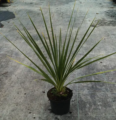 Image de Cordyline indivisa