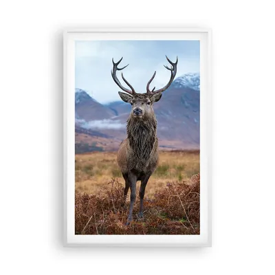 Produktbild von Gerahmtes Poster - Weißer Rahmen - Hirsch Hirsch Schottland - 61x91,5 cm - Wand Bild - Wanddeko - Wandbilder - Kunstposter - Wandposter - Bilderrahmen - Bilder - Kunstdruck - P2WPA61x91-5185