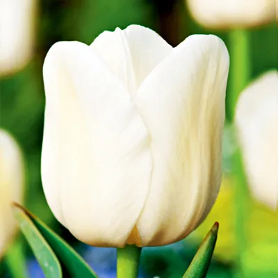 Produktbild von Tulpen Blumenzwiebeln Zwiebeln Blumen Einfache späte City Of Vancouver 5 St.