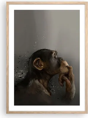 Produktbild von Gerahmtes Poster - Rahmen in heller Eiche - Schimpanse Porträt Grafik - 50x70 cm - Wand Bild - Wanddeko - Wandbilder - Kunstposter - Wandposter - Bilderrahmen - Bilder - Kunstdruck - P2NPA50x70-4676