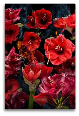 Produktbild von Premium Textil-Leinwand 90x60cm hoch Premium Textil-Leinwand 60 cm x 90 cm hoch Fuego amaryllo | Wandbild, HD-Bild auf Keilrahmen, Fertigbild auf hochwertigem Vlies, Leinwanddruck von Olaf Bruhn