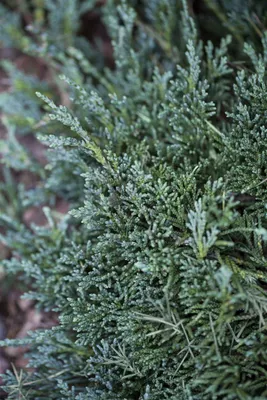 Produktbild von Juniperus horizontalis 'Wiltonii', Kriech-Wacholder, blaugrün, 30–40 cm