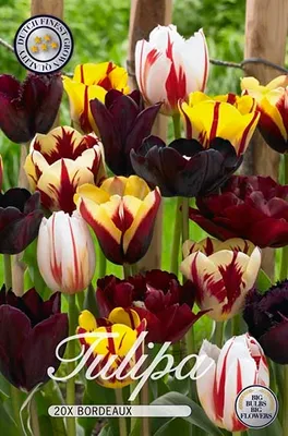 Produktbild von Tulpe Bordeaux (20 Stück) | Tulpenzwiebeln von Sam van Schooten
